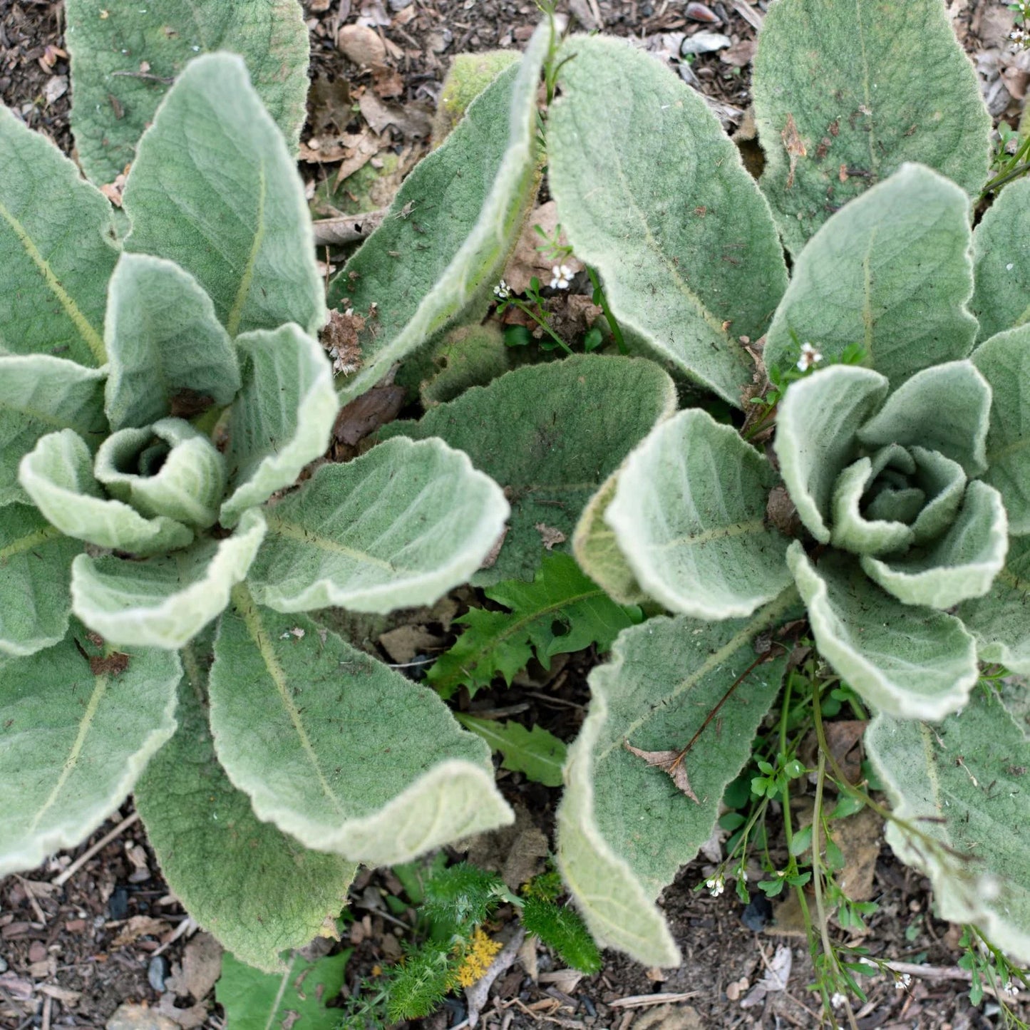 Mullein 'Common'