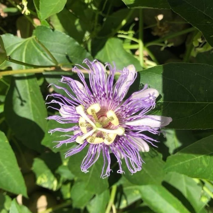 Passionflower