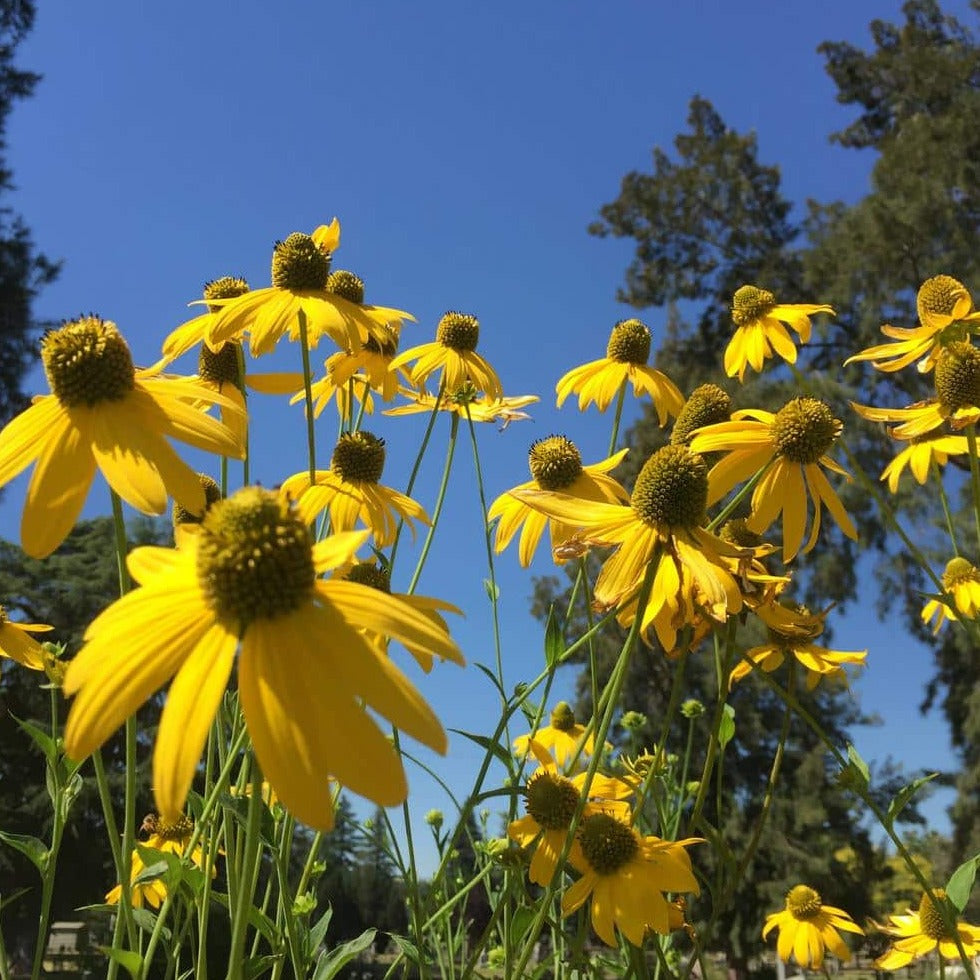 Cutleaf Coneflower