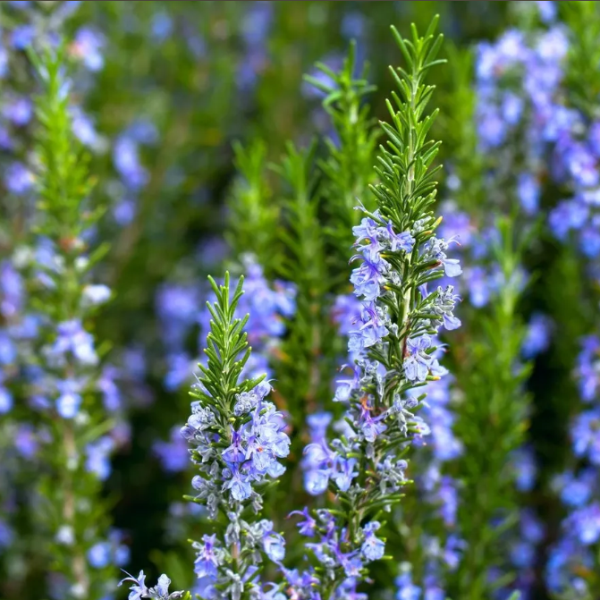 Rosemary, Arp
