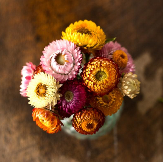 Strawflower Choice Mix