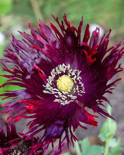 Black Swan Poppies