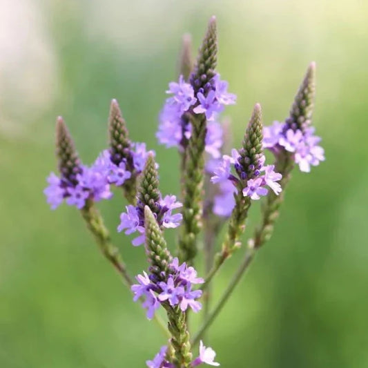 Blue Vervain