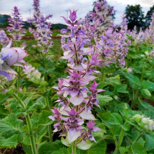 Clary Sage