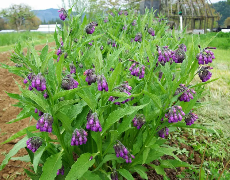 Comfrey