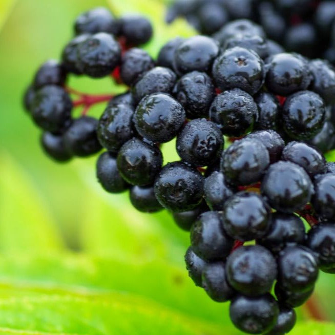 Elderberry