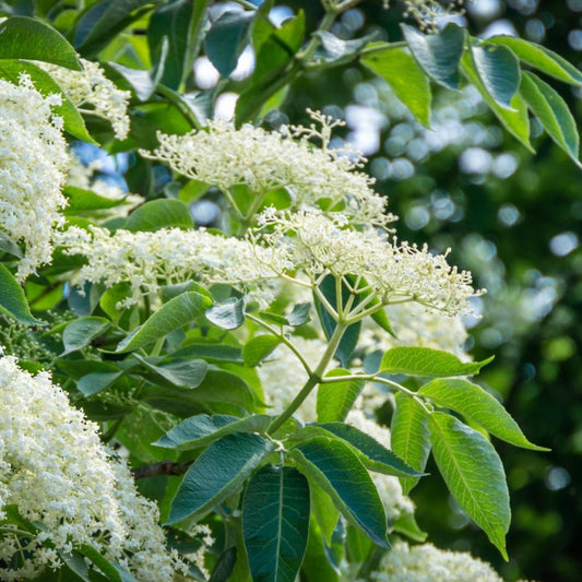 Elderberry