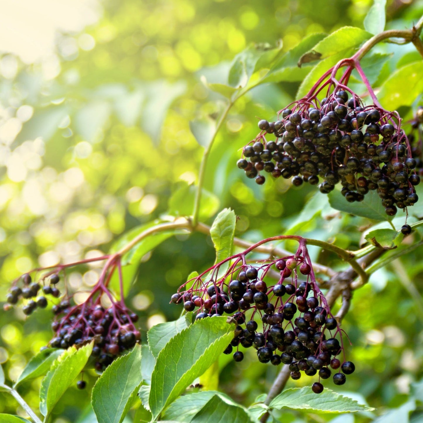 Elderberry