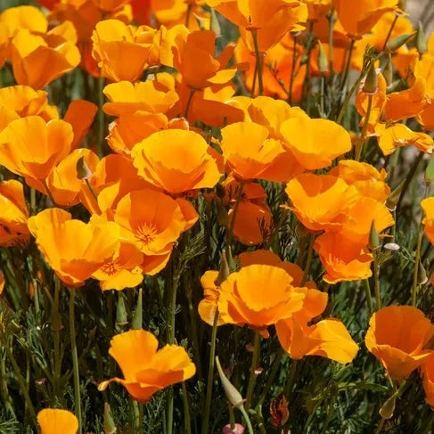 California Poppy