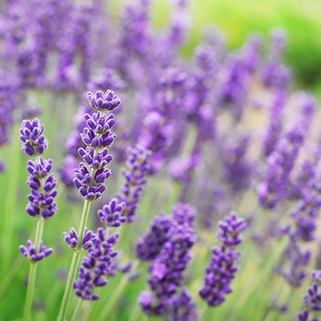 Phenomenal Lavender