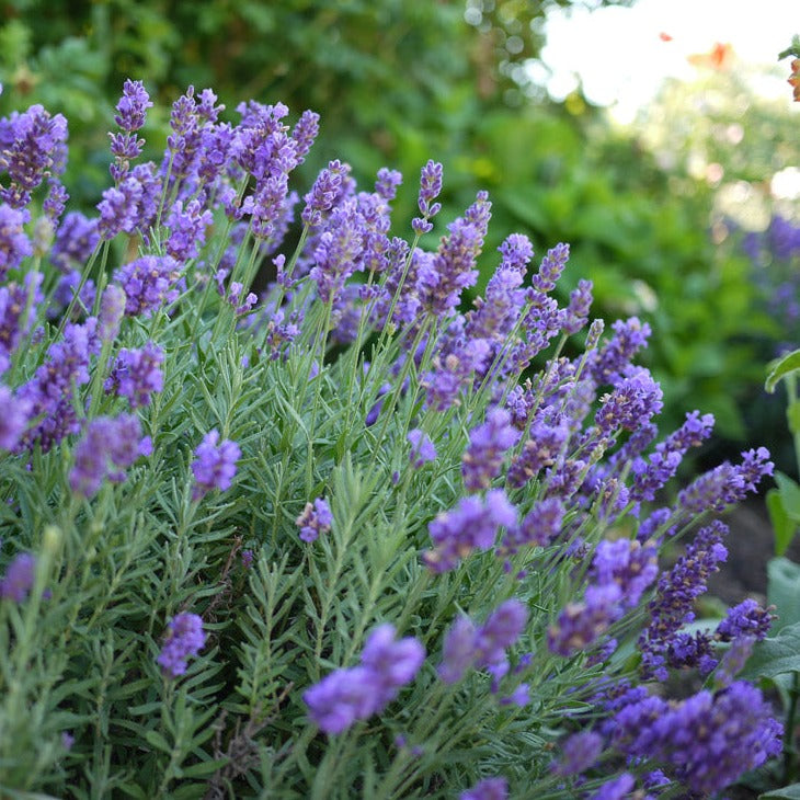 Phenomenal Lavender