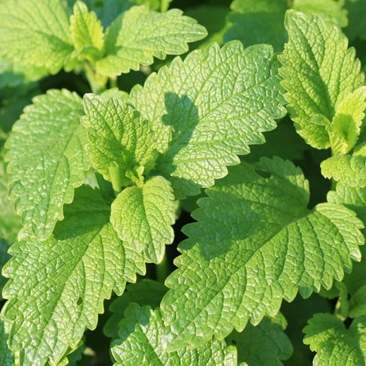 Lemon Balm