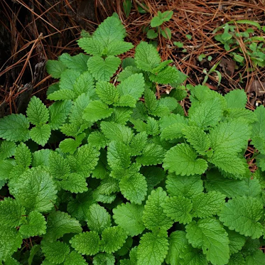 Lemon Balm