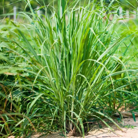 Lemongrass