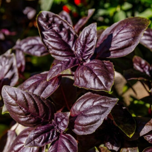 Basil 'Purple Petra'