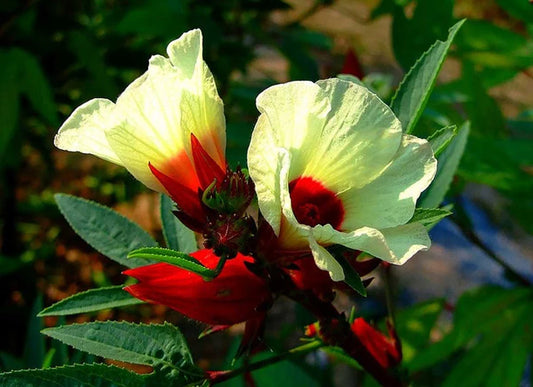 Hibiscus sabdariffa