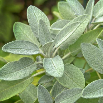 Garden Sage