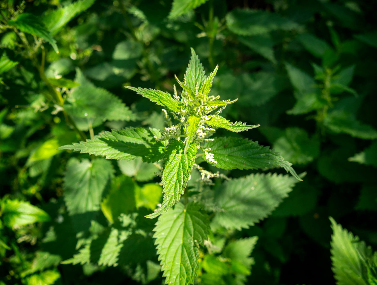 Stinging Nettles