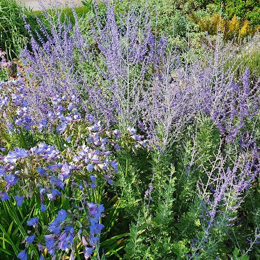 Russian Sage