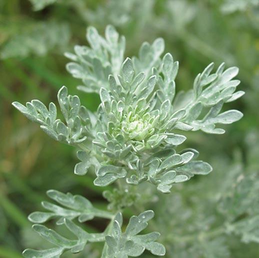 Wormwood