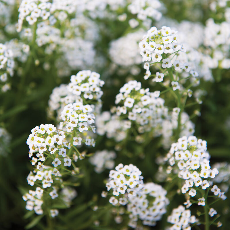 Sweet Alyssum 'Tiny Tim'