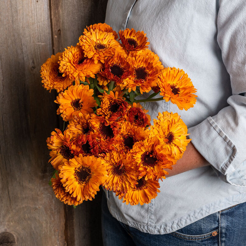 Calendula Officinalis, "Orange Button"