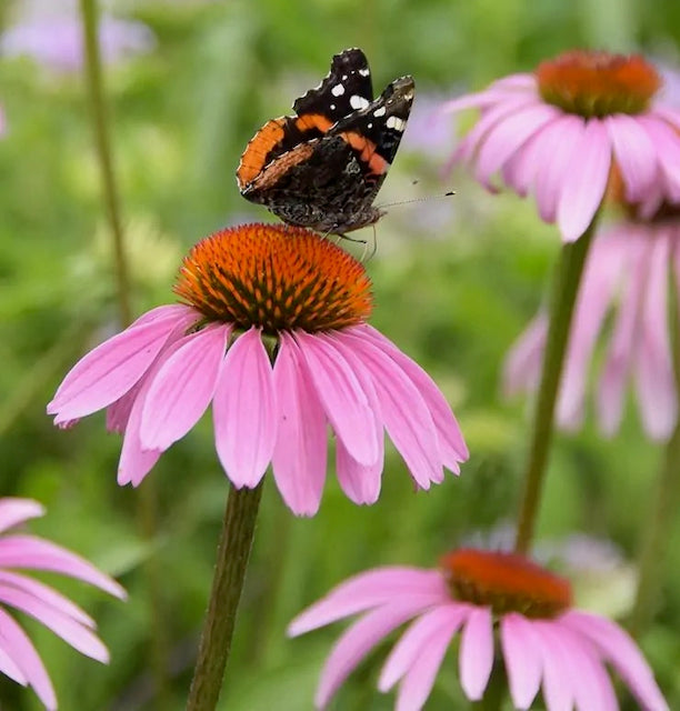 Echinacea purpurea