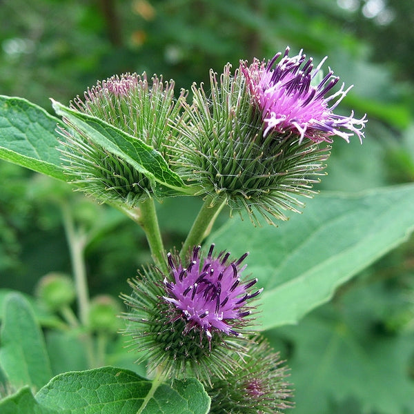 Burdock