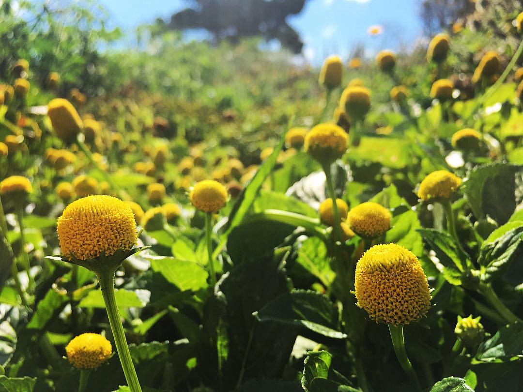 Spilanthes, Lemon Drop