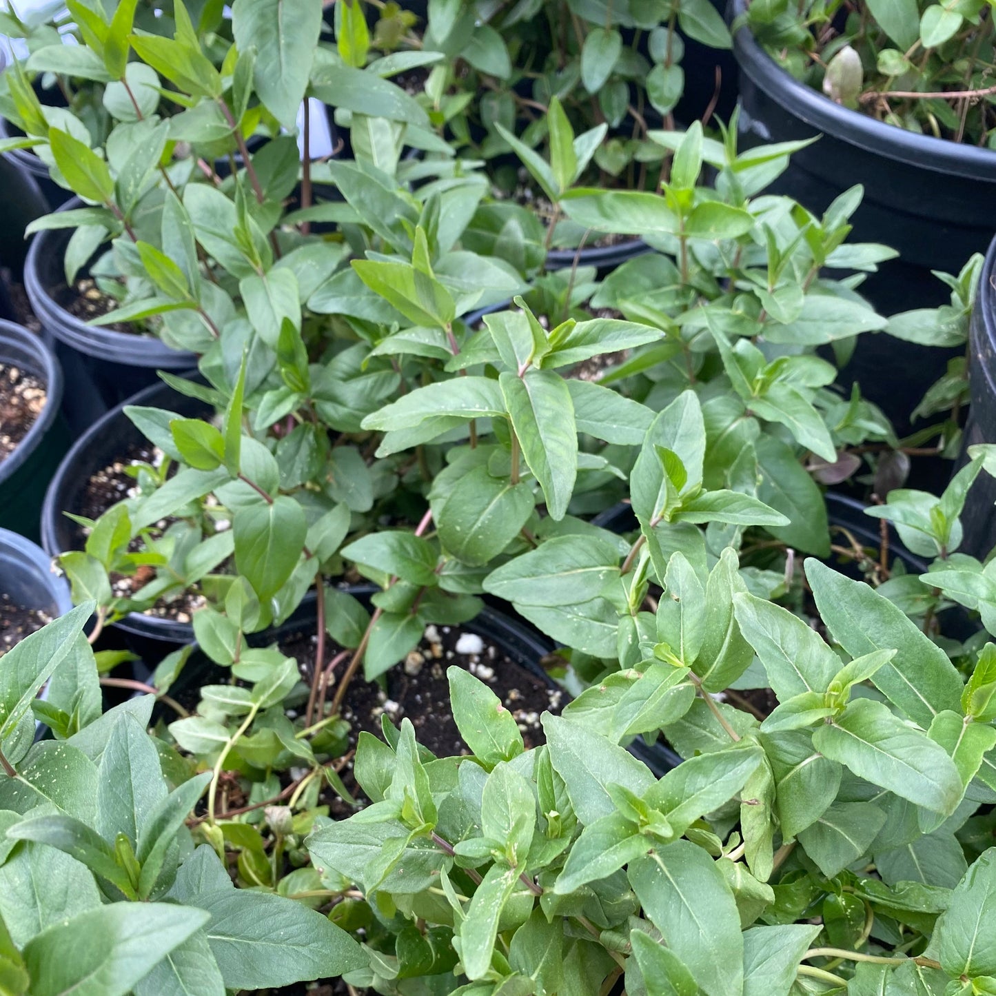 Mountain Mint